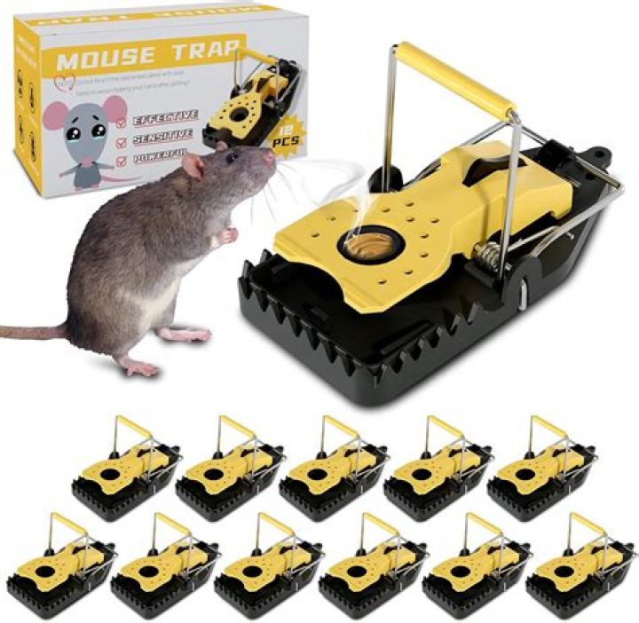 Are mice smart enough to avoid mouse traps