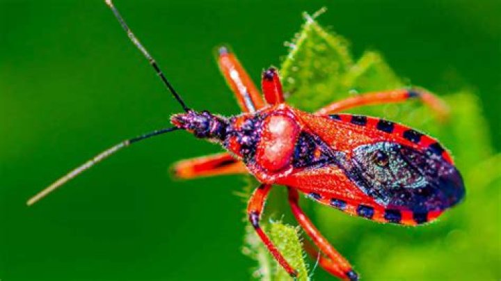 Are there any poisonous bugs in Georgia