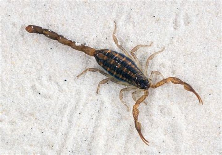 Are there Scorpions at Bruneau Sand Dunes