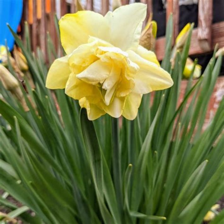 Can you dig up daffodils and replant