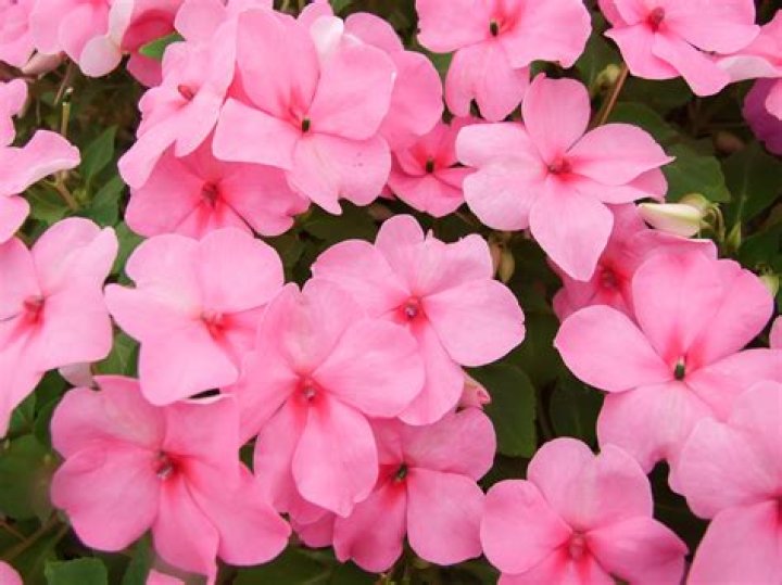 Can you overwater impatiens