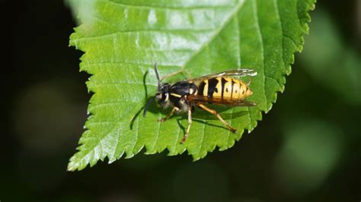 Do laurels attract wasps