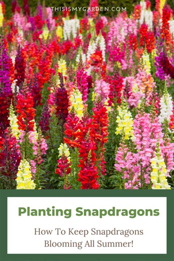 How do you keep snapdragons blooming
