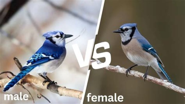 How do you know if a cone is male or female