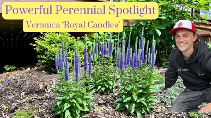 How do you split Veronica Speedwell