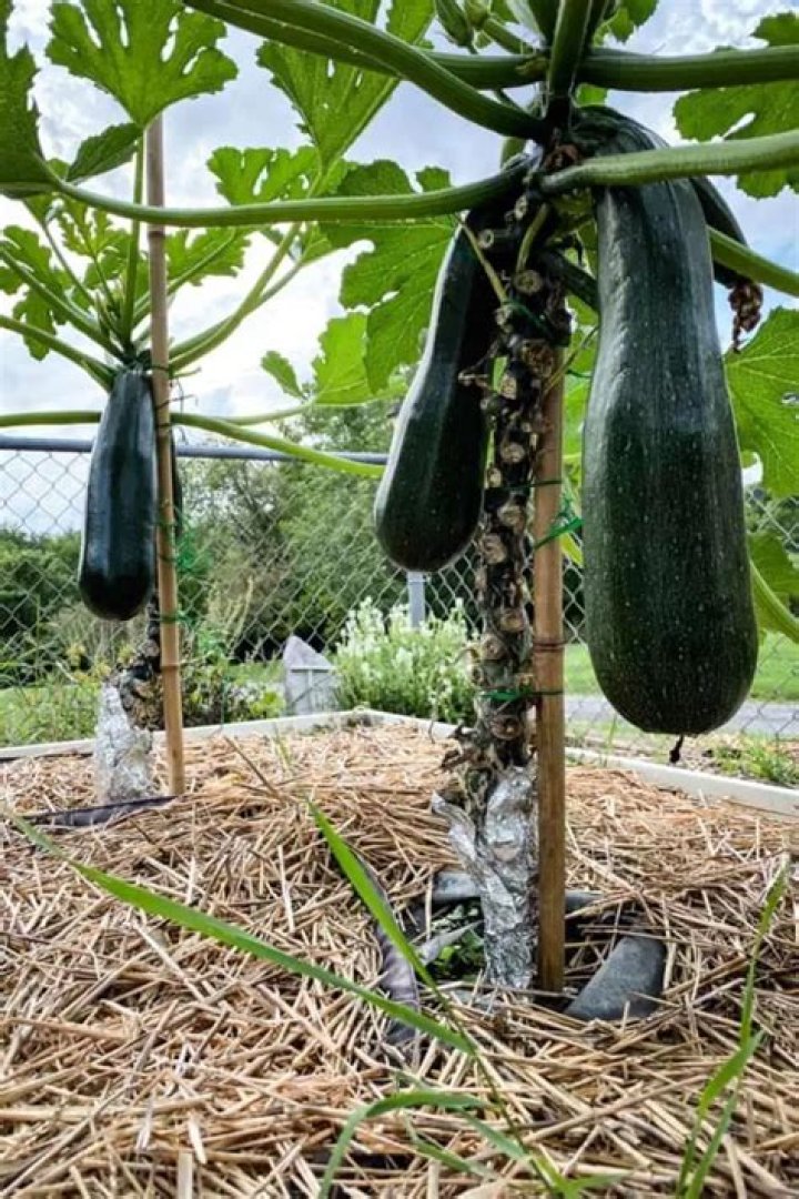 How tall do Black Beauty zucchini plants grow
