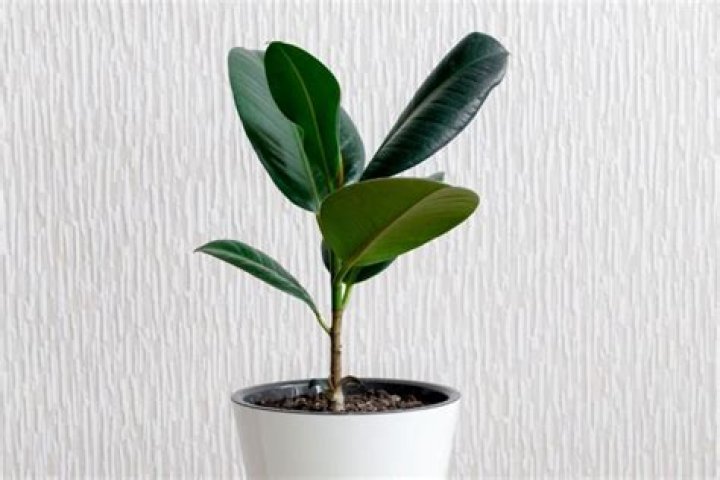Is Ficus Elastica toxic to pets