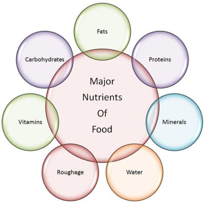 What are the 7 essential nutrients