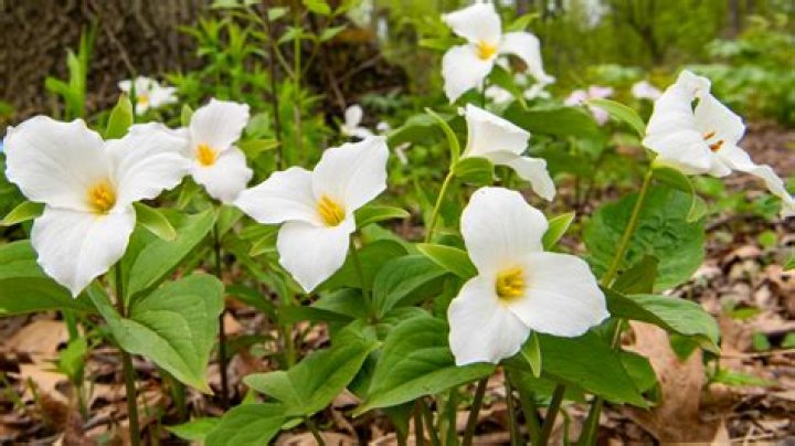 What does a wild trillium look like