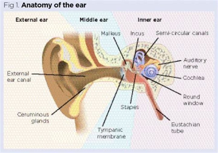 What is the function of each part of the ear