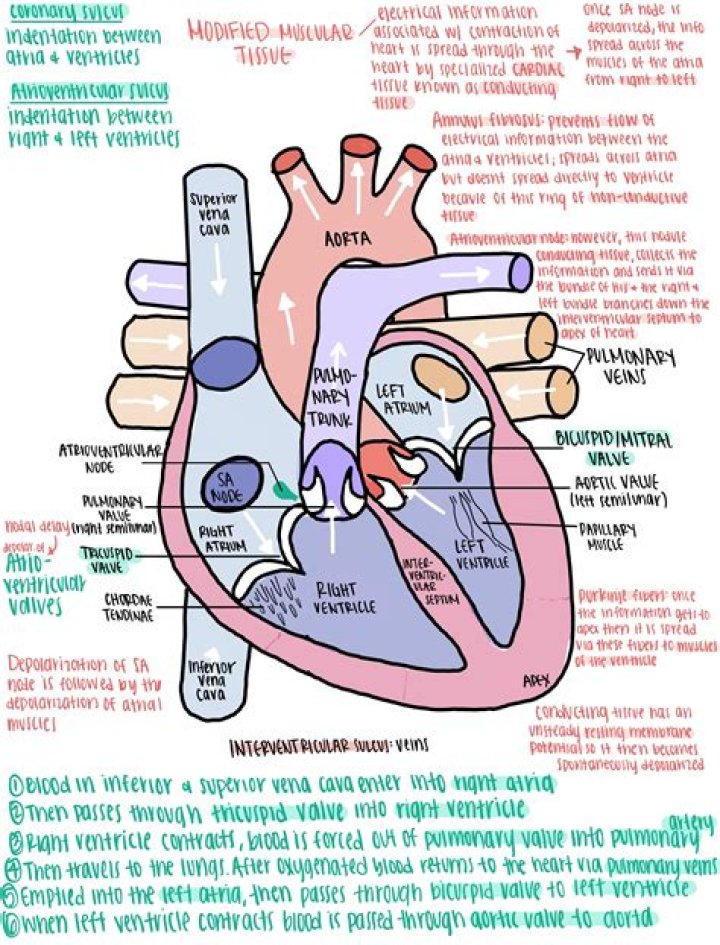 What is the function of Nikoran
