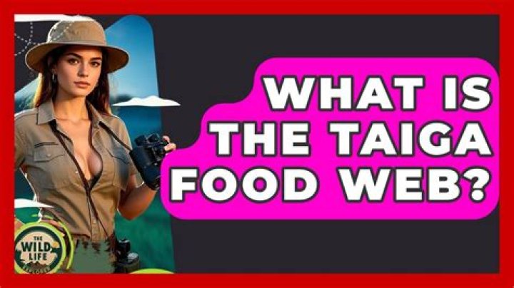 What is the taiga food web