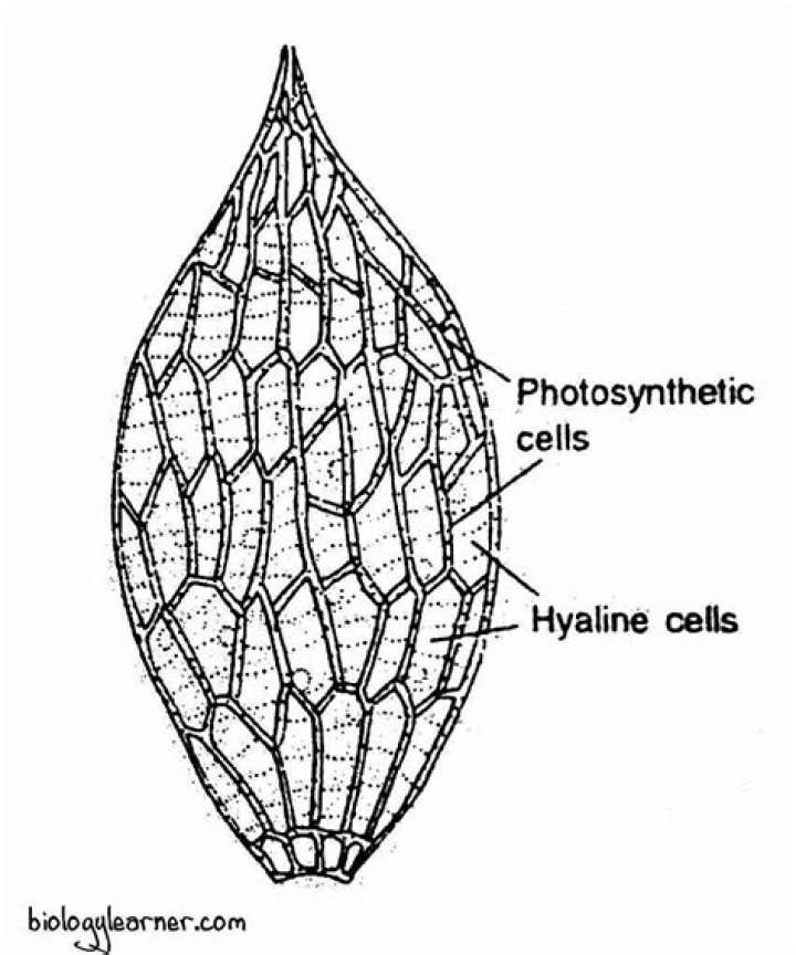 Where are hyaline cells found in moss