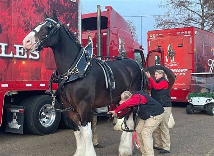 Where can I go to see the Budweiser Clydesdales