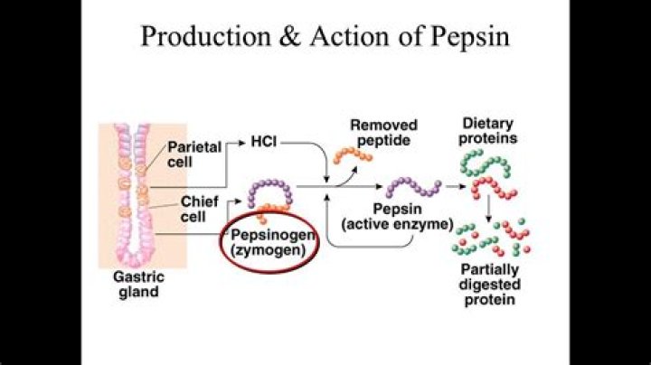 Where is pepsin produced in the body