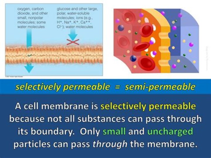 Why is it important that the cell is semi-permeable