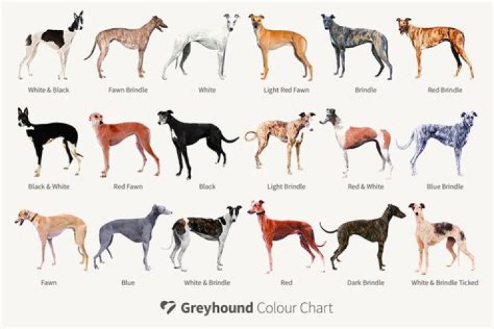 Would I be a good greyhound owner